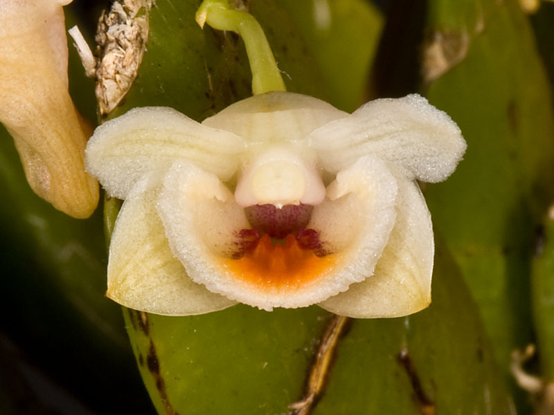 Dendrobium lamellatum (Blume) Lindl.