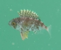 Priacanthidae