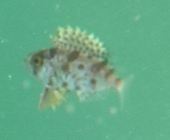 Priacanthidae