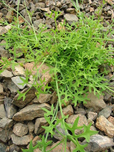 Domeykoa oppositifolia