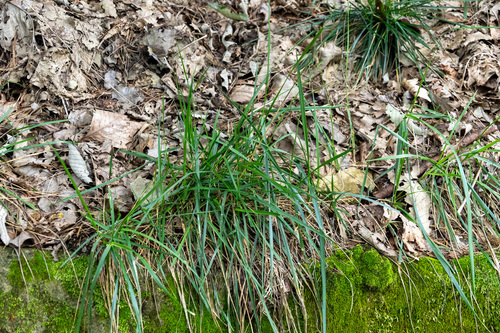 Carex hakonensis iNat (2)