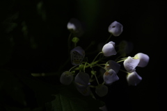Jovellana