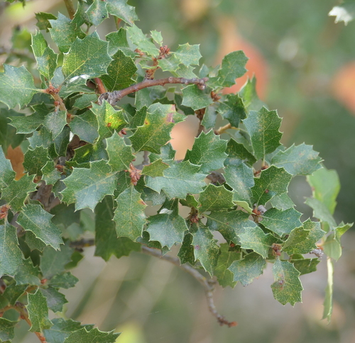 California scrub oak