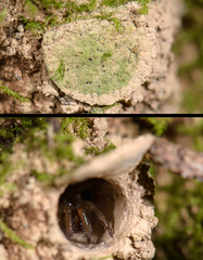 Aliatypus aquilonius