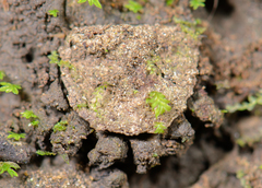 Aliatypus aquilonius
