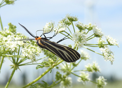 Ctenucha vittigera