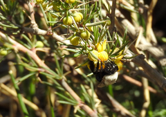 Centris cineraria