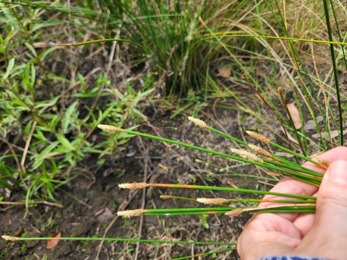 Eleocharis cylindrostachys observed 2025-10-16