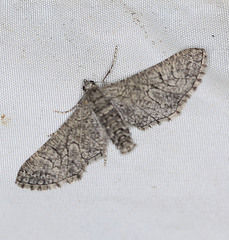 Ectropis hieroglyphica