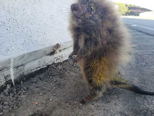 Paraguayan Hairy Dwarf Porcupine