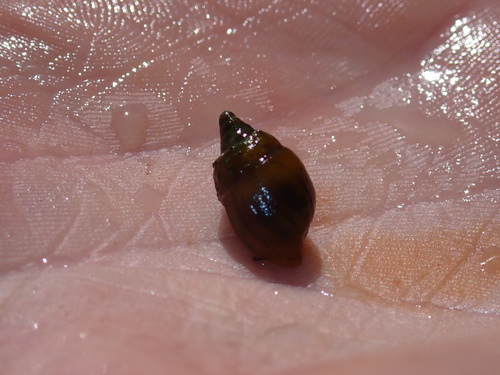 Elimia showalterii