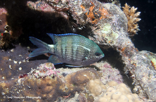 Scissortail Sergeant