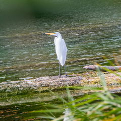 Ardea alba