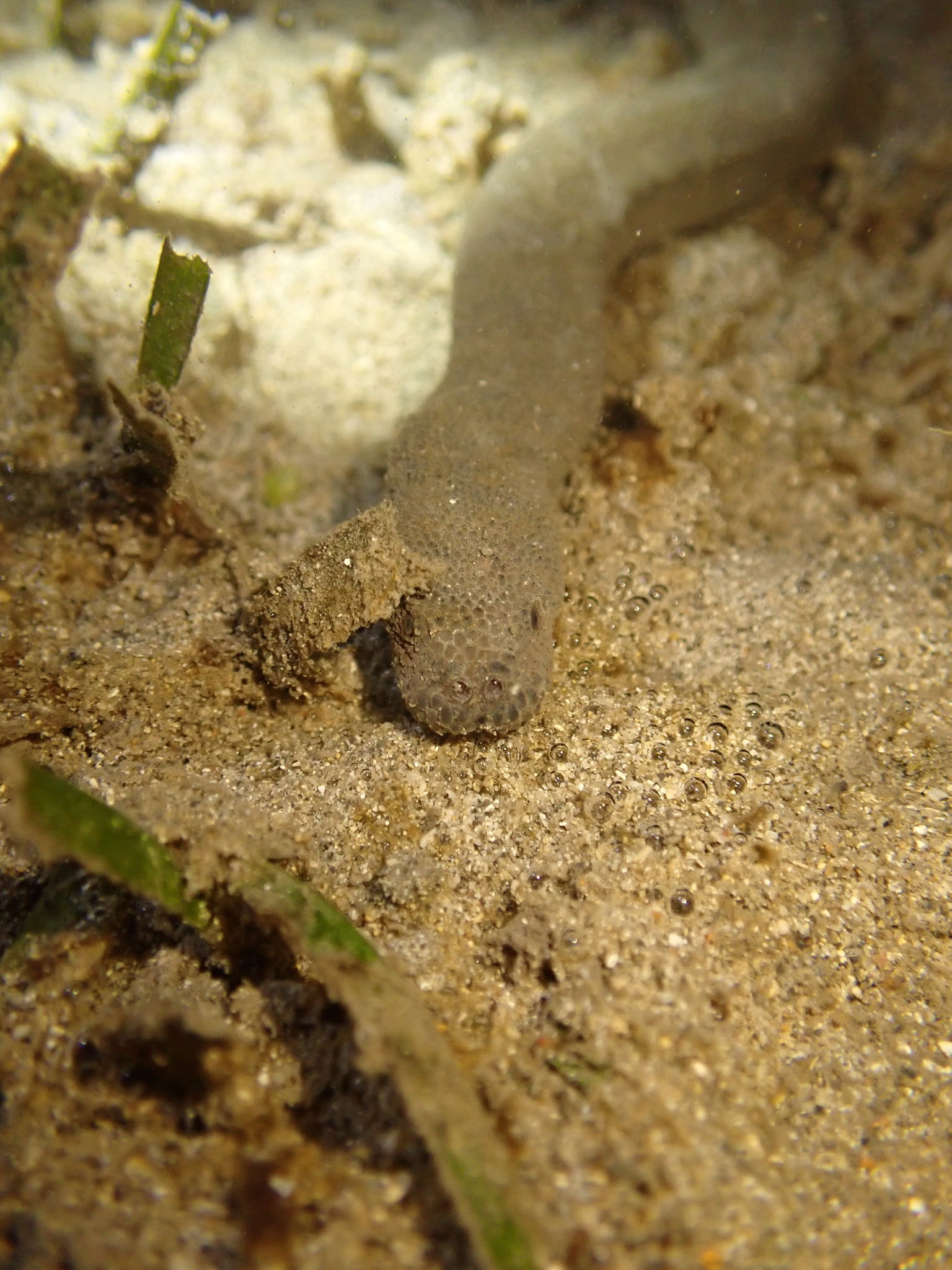 Acrochordus granulatus (Schneider, 1799)