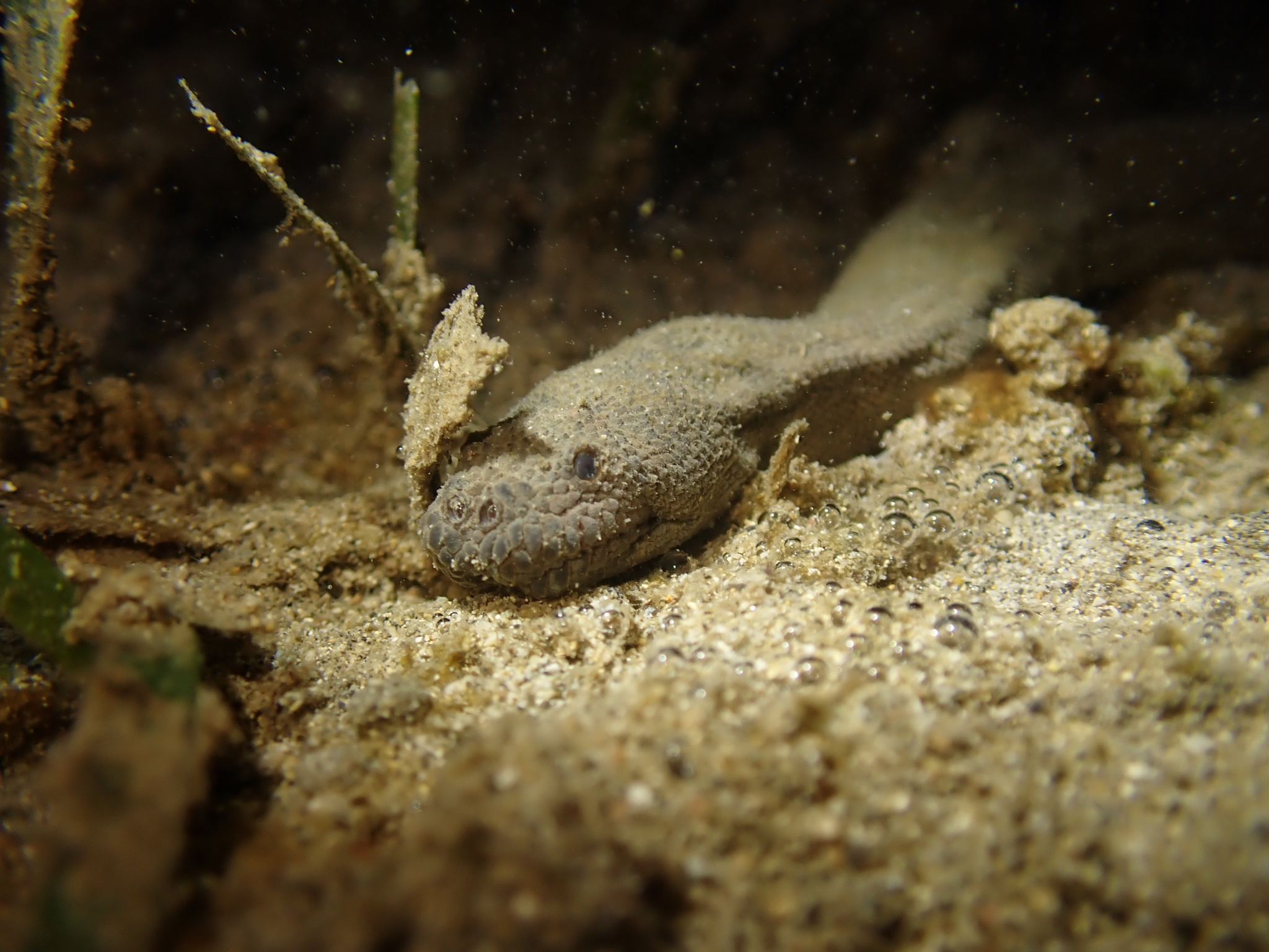 Acrochordus granulatus (Schneider, 1799)