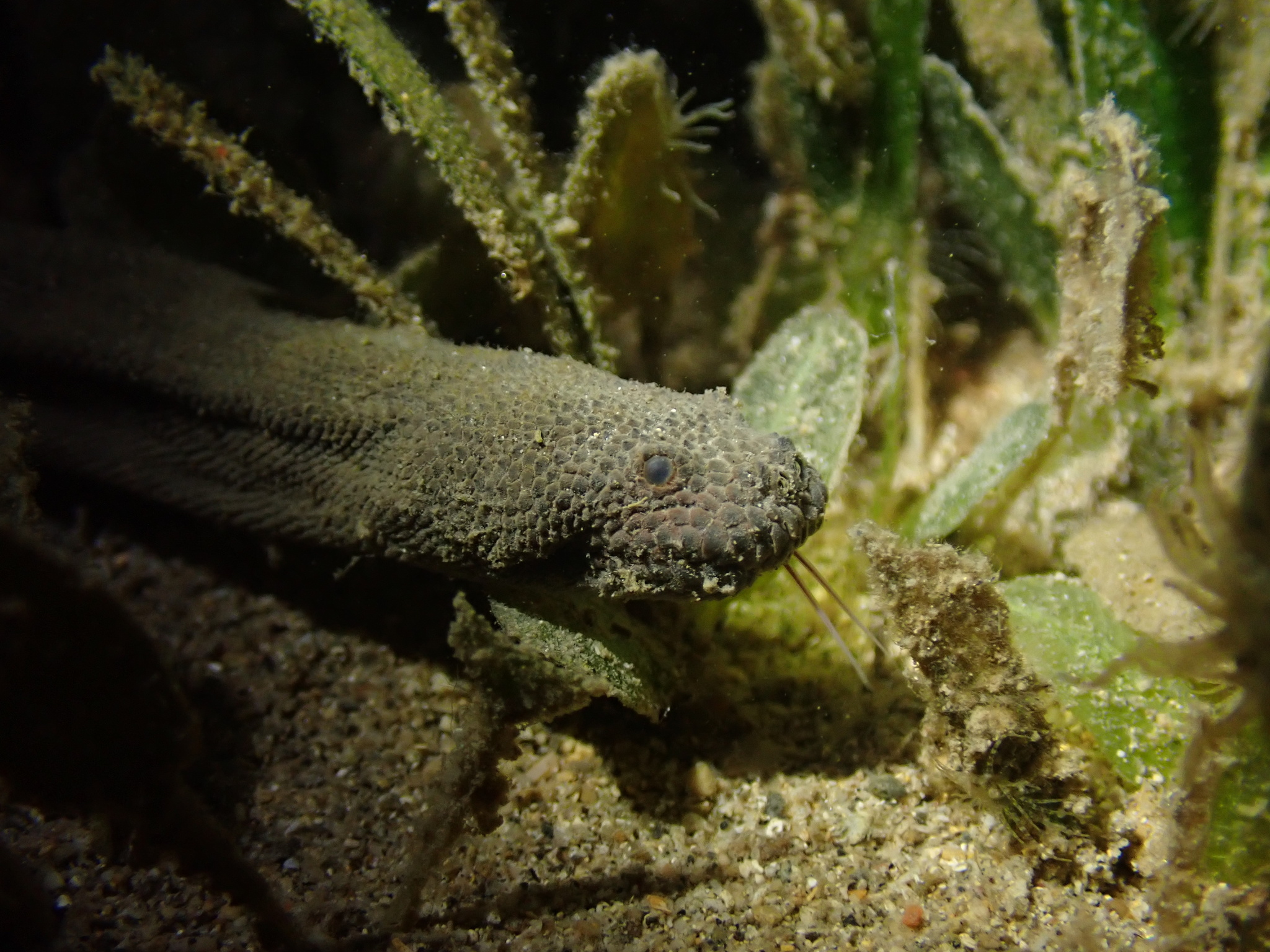 Acrochordus granulatus (Schneider, 1799)