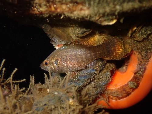 Multi-spotted cardinal-fish (Fowleria variegata) — Apogonidae