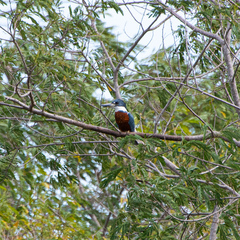 Megaceryle torquata