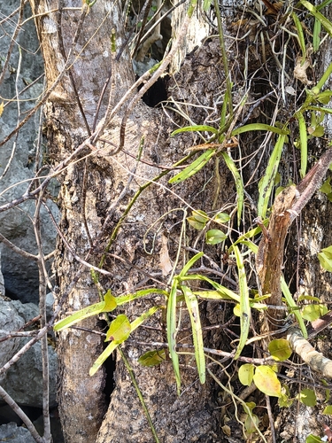 Acampe pachyglossa