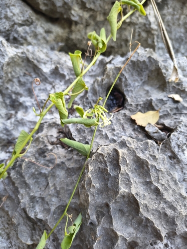 Adenia olaboensis