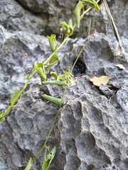 Adenia olaboensis