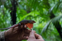 Anolis barkeri