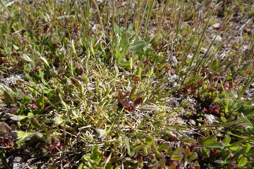 Poa maniototo, 2025-10-16
