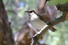 Turdus amaurochalinus