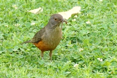 Turdus rufiventris