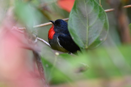 Black-sided Flowerpecker (Dicaeum monticolum), photo 6