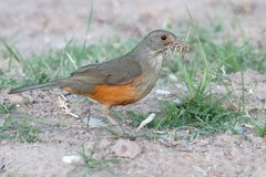 Turdus rufiventris