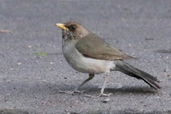 Turdus amaurochalinus