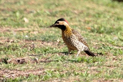 Colaptes melanochloros