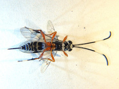 Xanthocryptus