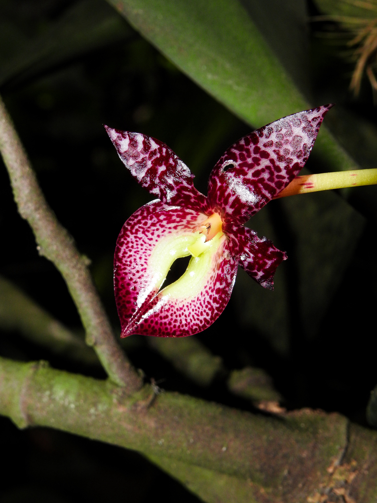 Bulbophyllum macranthum 'King Form' 2