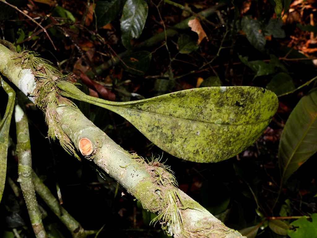 Bulbophyllum macranthum 'King Form' 4