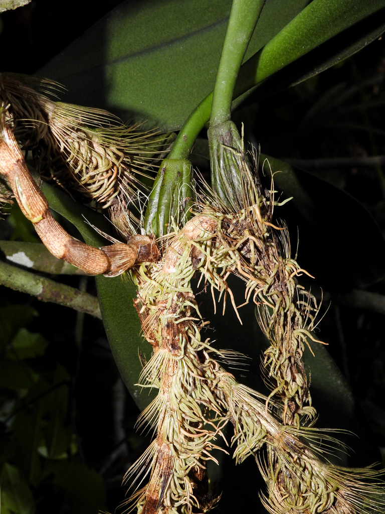 Bulbophyllum macranthum 'King Form' 3