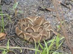 Bothrops moojeni