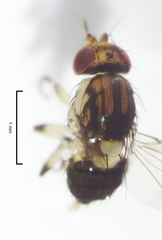 Stomosis