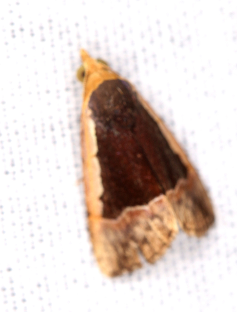 Abacena discalis