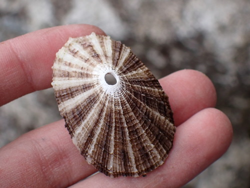 Rough Keyhole Limpet
