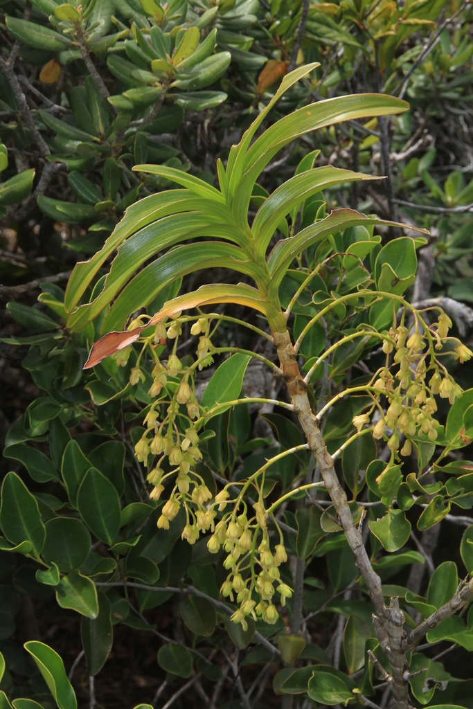 Dendrobium vandifolium Finet 4