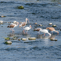 Eudocimus albus
