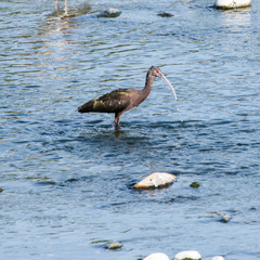 Plegadis chihi