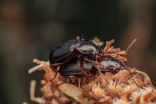 Amara aulica nuotrauka