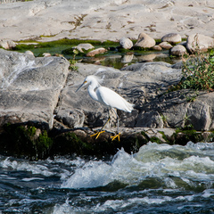 Egretta thula