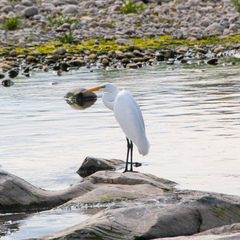 Ardea alba