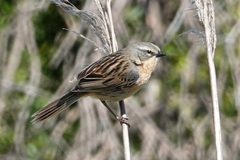 Long-Tailed Reed Finch photo 5