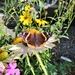 Red Admiral from Titusville, NJ 08560, USA on October 15, 2025 at 03:49 PM by mybackyardgardencenter
