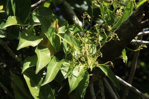 Agatea observed 2025-09-16
